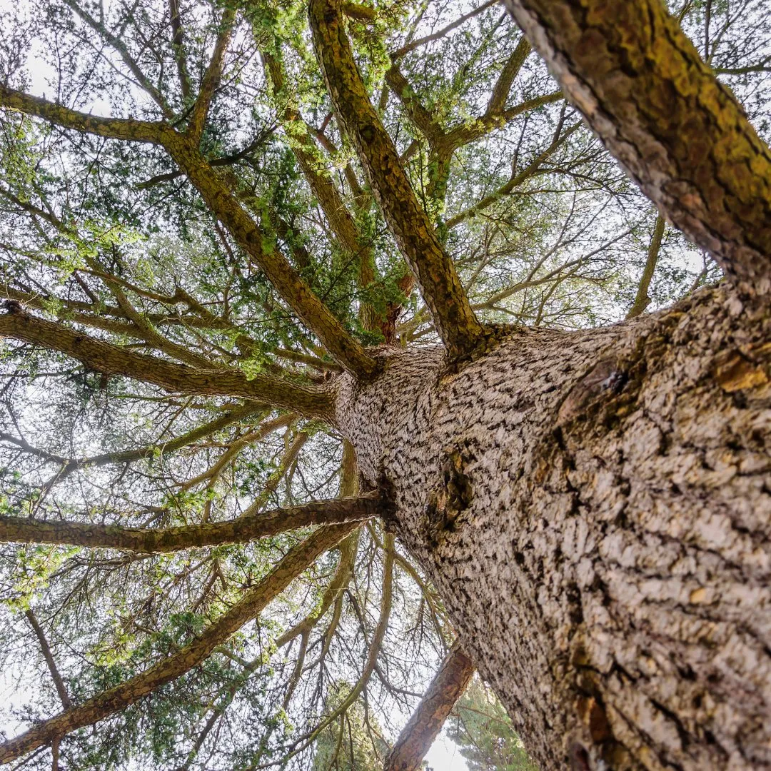 Cedarwood Atlas Essential Oil - Organic (Cedrus Atlantica)
