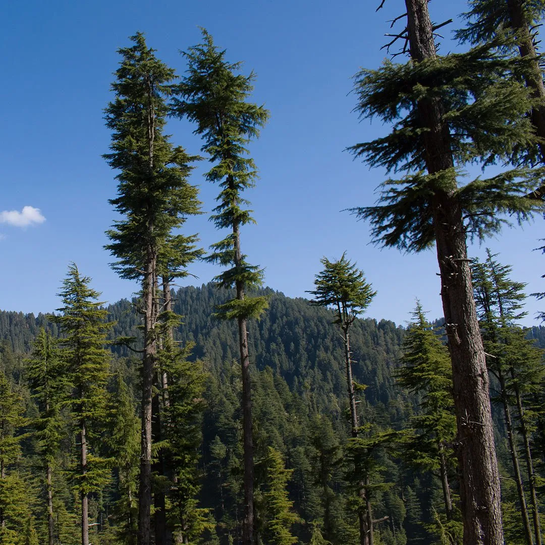 Cedarwood (Himalayan) Essential Oil - Organic (Cedrus Deodora)