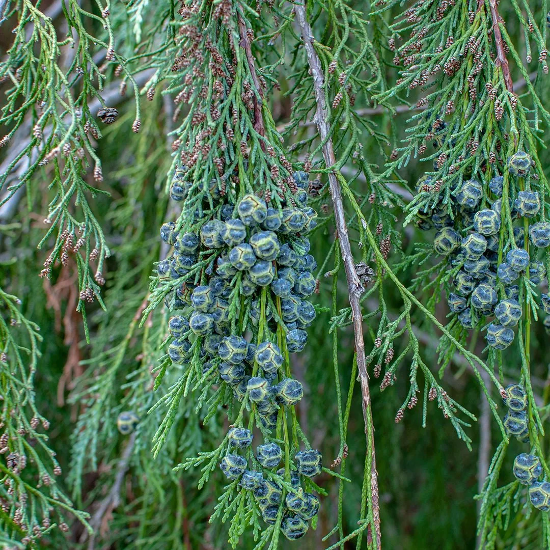 Cypress Essential Oil - Wildcrafted (Cupressus Sempervirens)