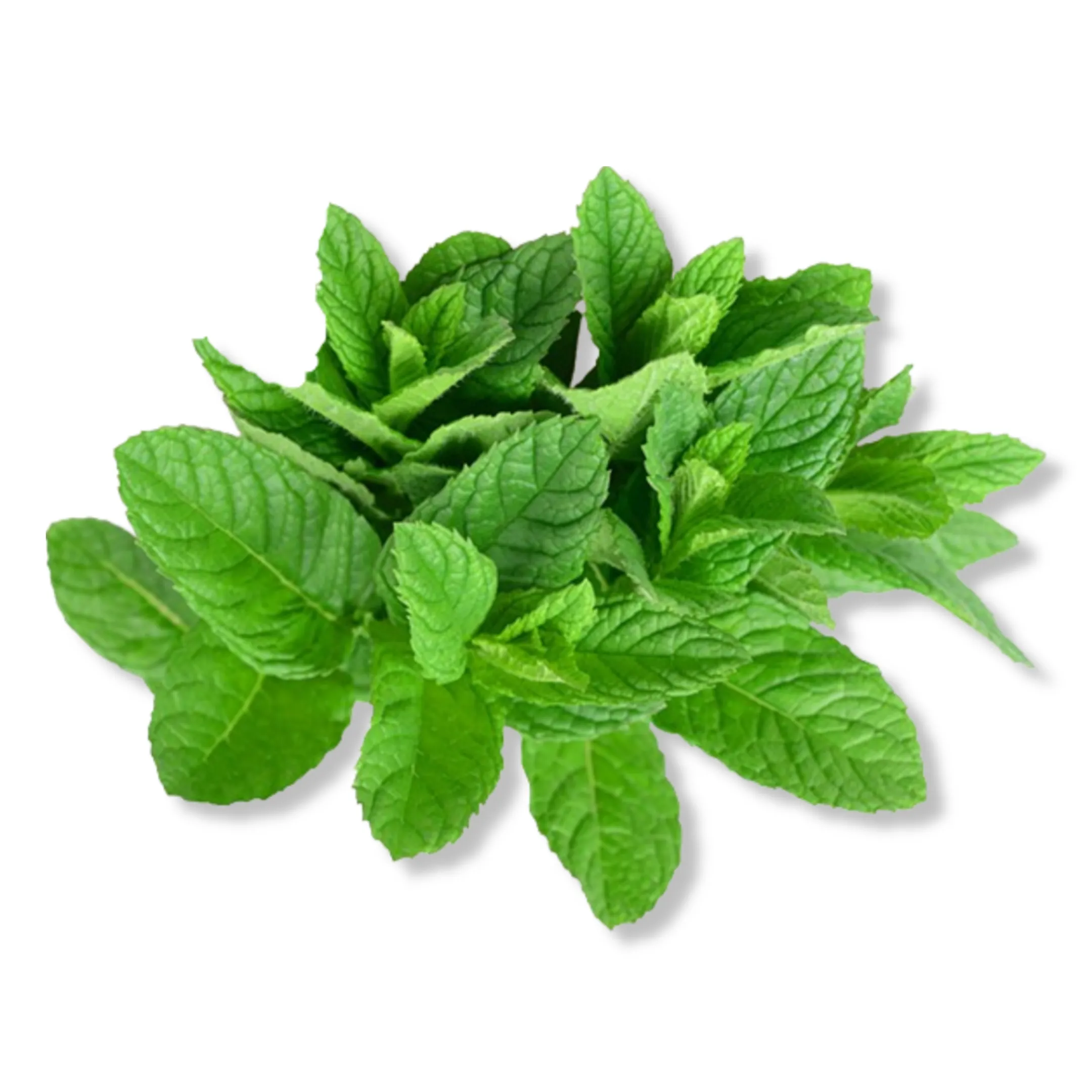 Essential Oil -Spearmint (Mentha Spicata)