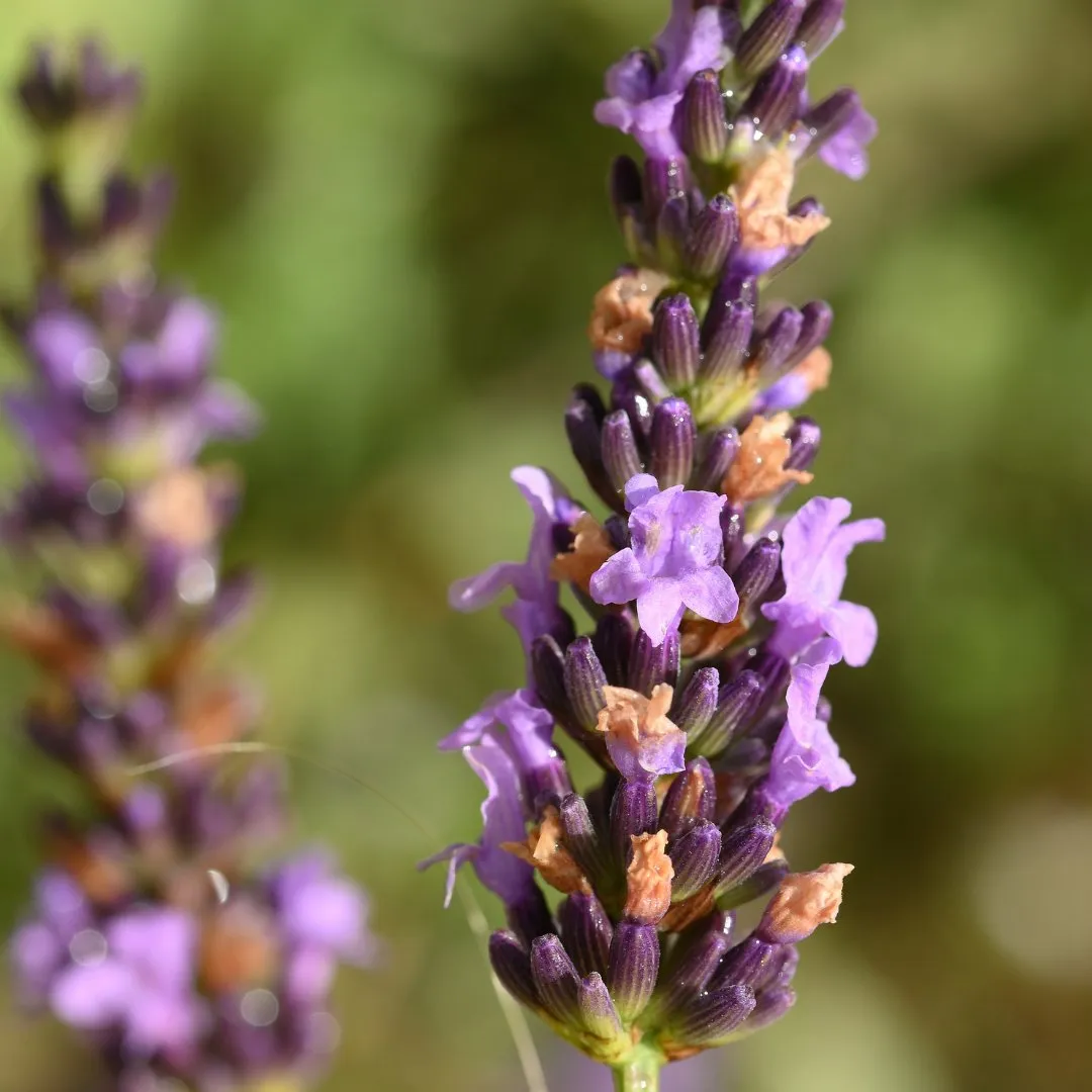 Lavandin (Oregon) Essential Oil - Organic - (Lavandula x Intermedia)