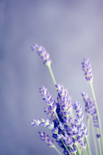 Lavender Single Note Essential Oil