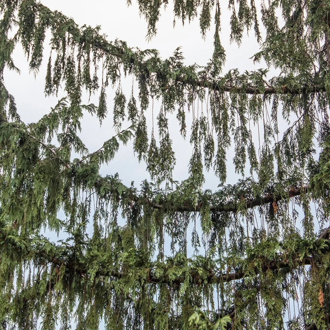 Nootka Tree Essential Oil (Cupressus Nootkatensis)