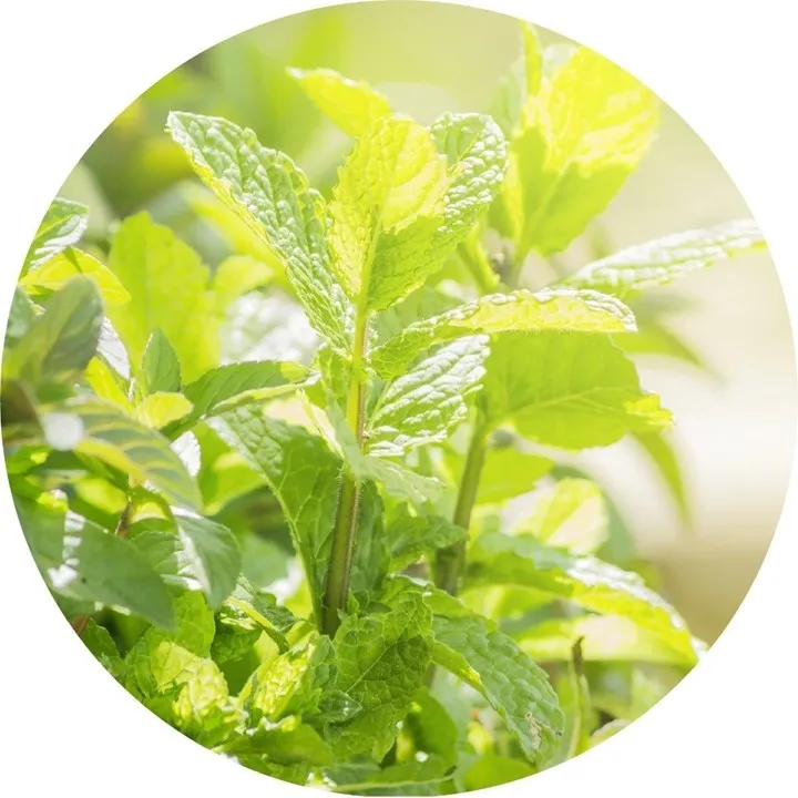 Peppermint, Essential Oil, Organic, 59 ml by Nature's Alchemy