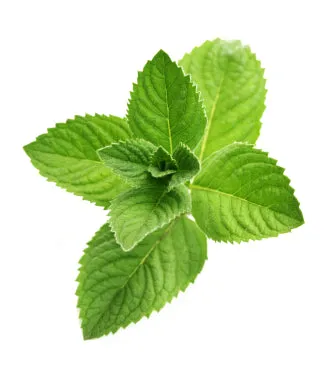 PEPPERMINT ORGANIC OIL